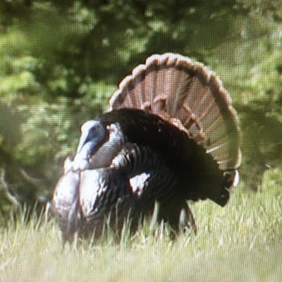 turkey in a field