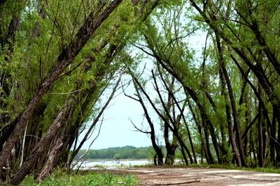 trees leading to river